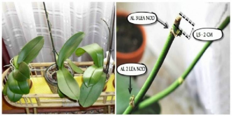 Imagini pentru inmultirea orhideelor